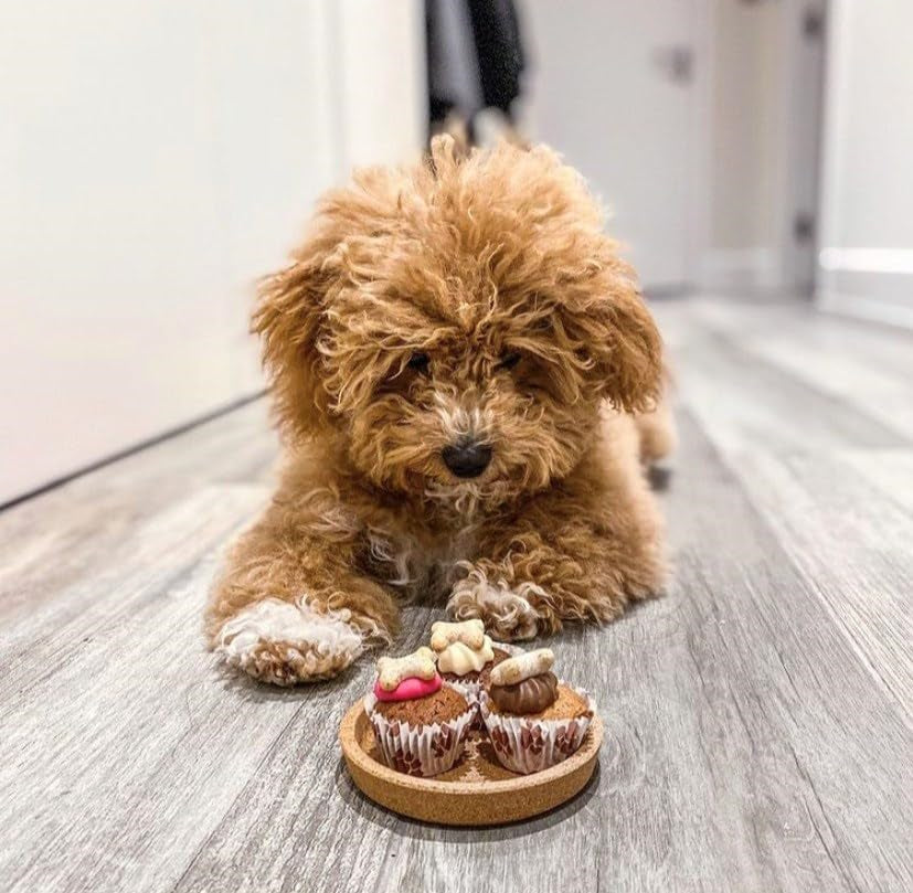 DOG TREATS Trio Mini Iced Woofin. Dog Birthday Cake for Dogs/Puppy. Small Cake