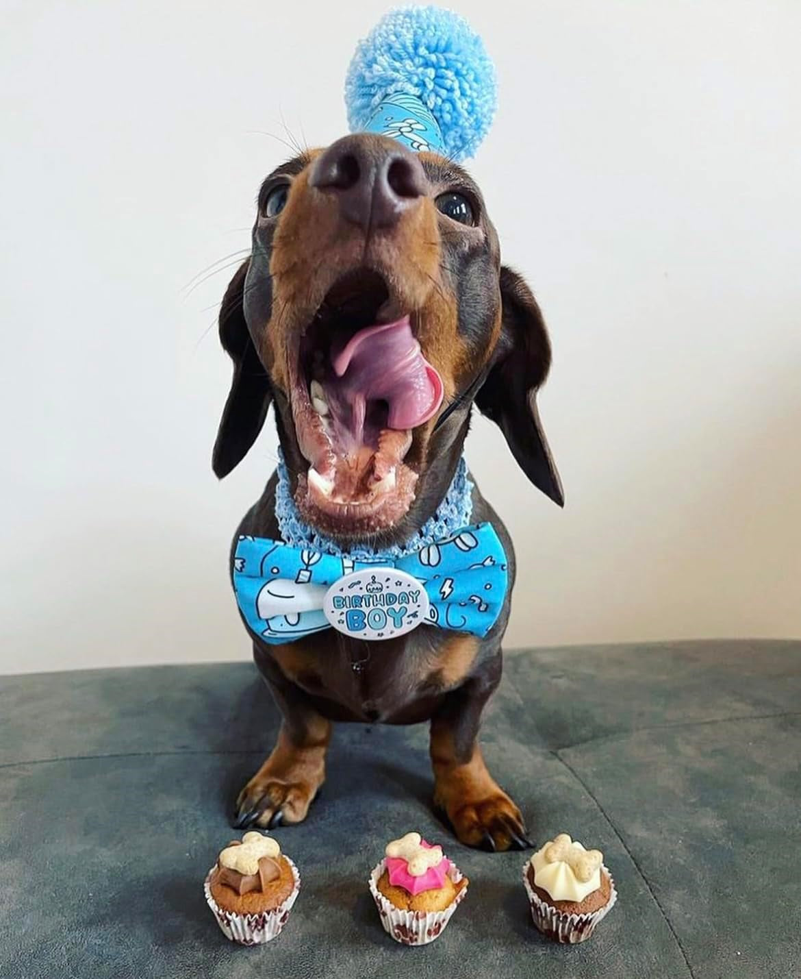 DOG TREATS Trio Mini Iced Woofin. Dog Birthday Cake for Dogs/Puppy. Small Cake