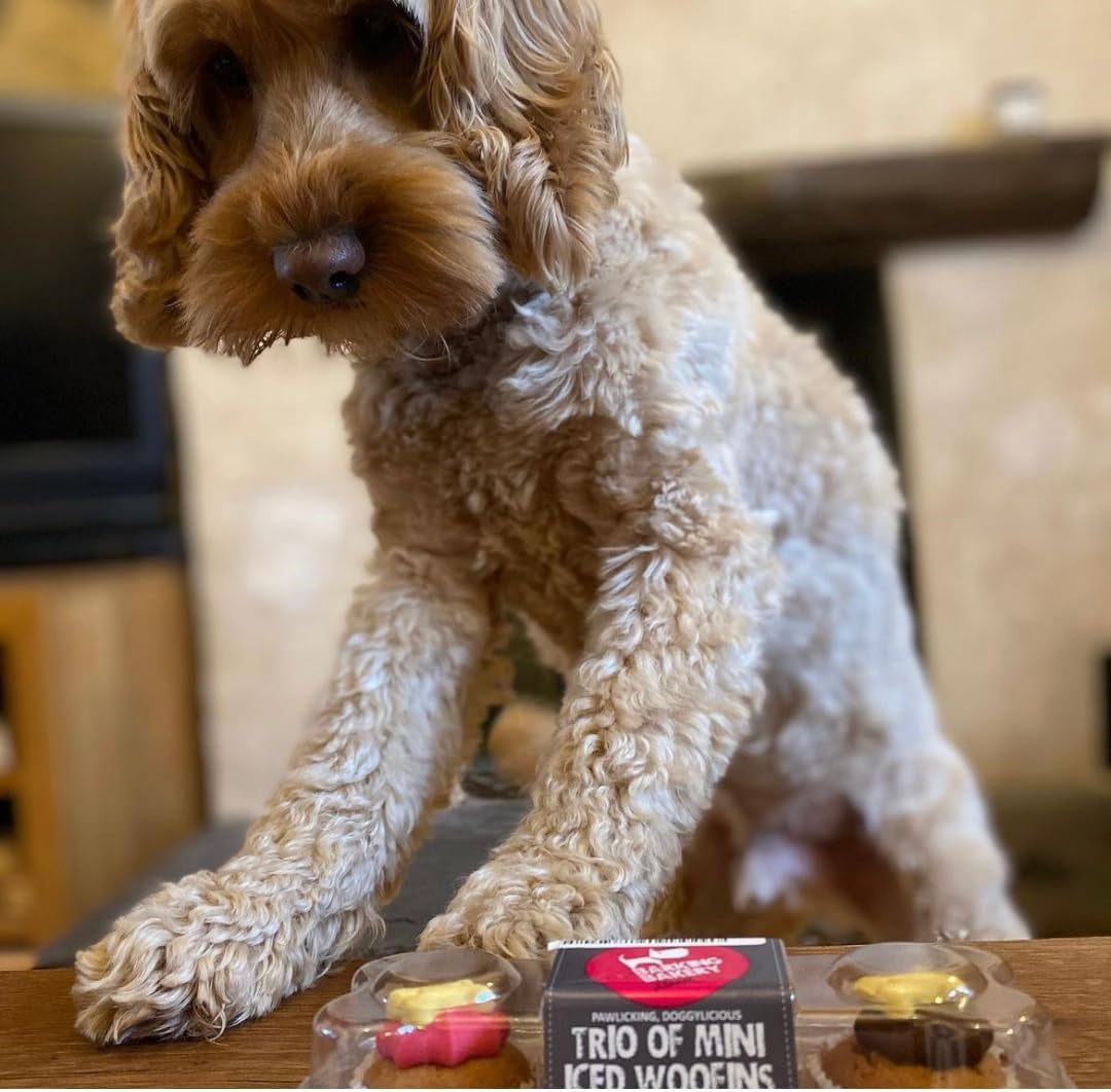 DOG TREATS Trio Mini Iced Woofin. Dog Birthday Cake for Dogs/Puppy. Small Cake